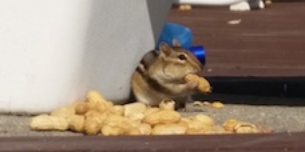 Chipmunks!